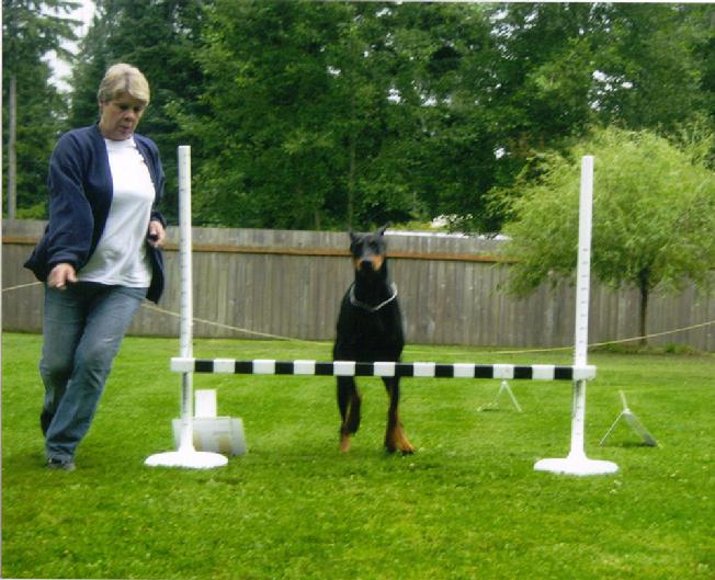Leo is a working dog!
